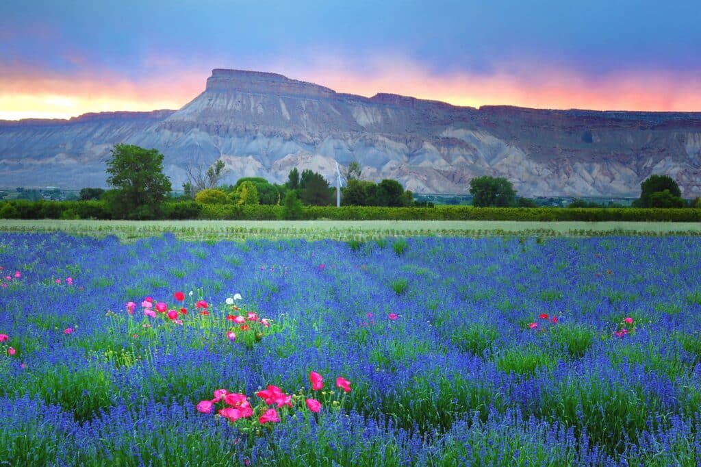 Lavendelfelder bei Grand Junction