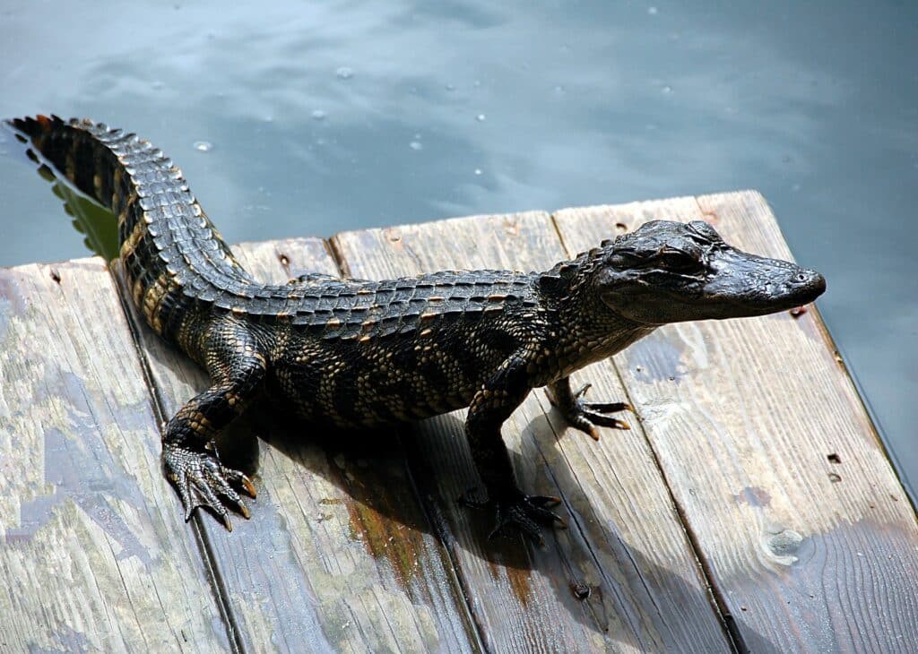 Kleiner Alligator
