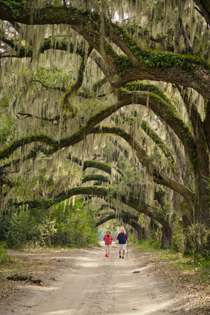 alte Eichen auf Cumberland Island