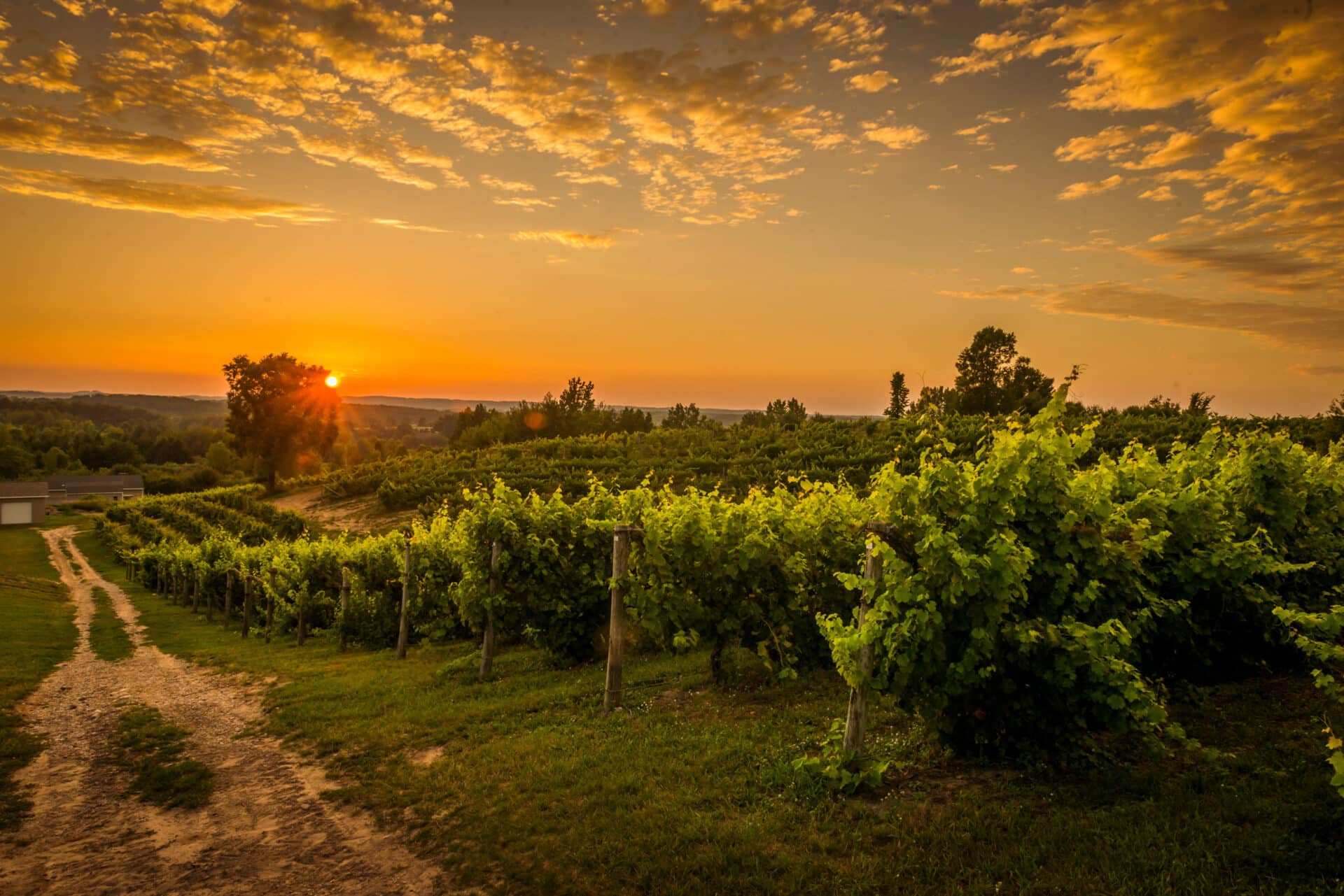 Leelanau Vineyard