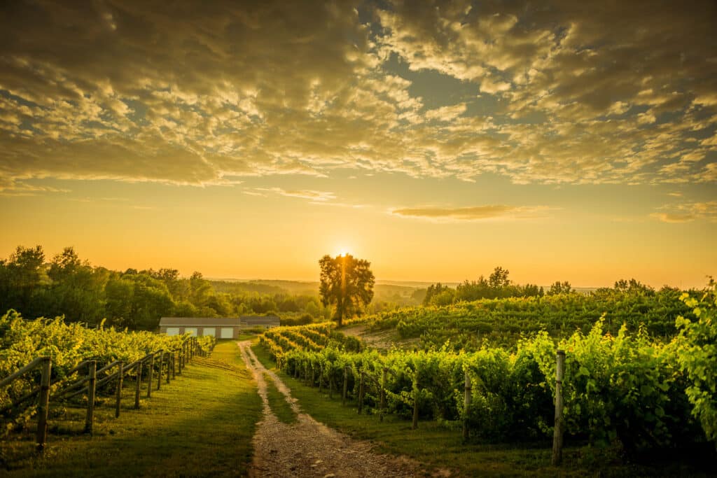 Leelanau Vineyard
