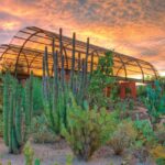 Im Desert Botanical Garden erfahren Sie mehr über die Pflanzen der Wüste.