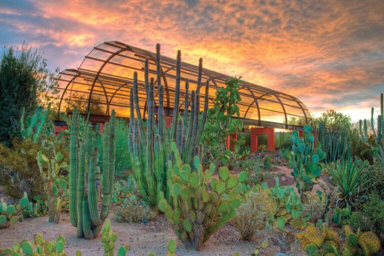 Im Desert Botanical Garden erfahren Sie mehr über die Pflanzen der Wüste.