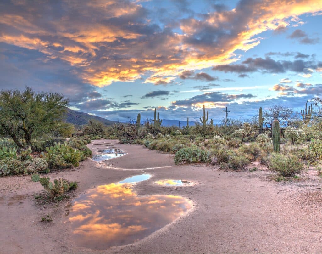 Saguaro Nationalpark