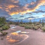 Saguaro Nationalpark