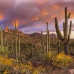 Catalina State Park, Tucson