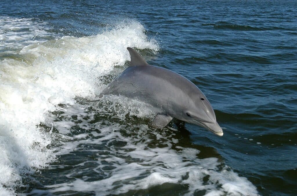 Delfin-Tour