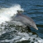 Delfin-Tour