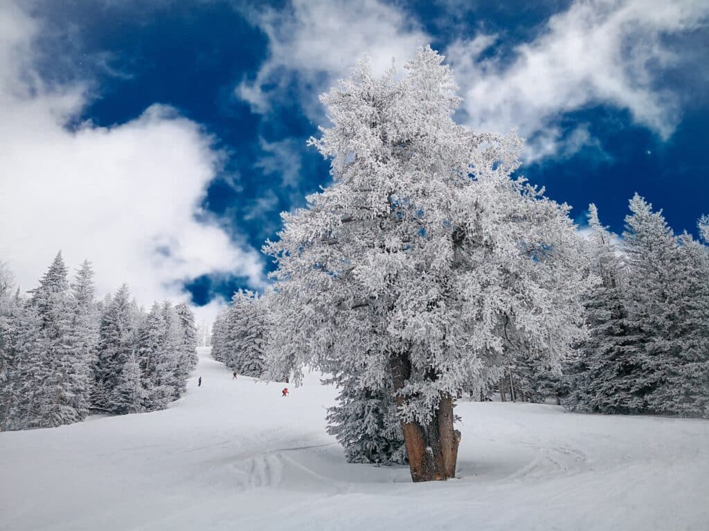 Winter, Sport, Ski, Natur, Mensch, Pflanze