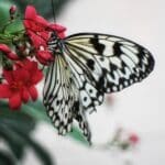 shirley-cairns-KOM8trva7_M-unsplash