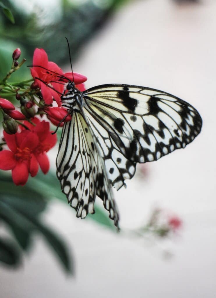 shirley-cairns-KOM8trva7_M-unsplash