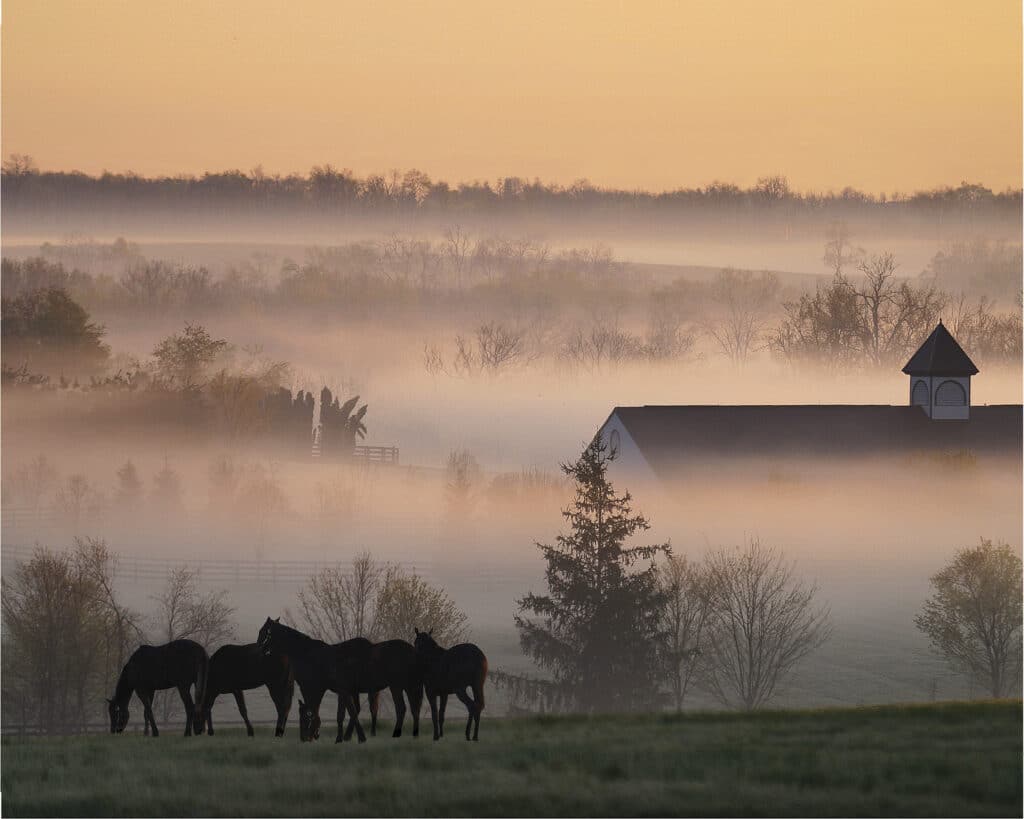 Pferdeherde auf der Weide an einem nebligen Morgen in Bluegrass