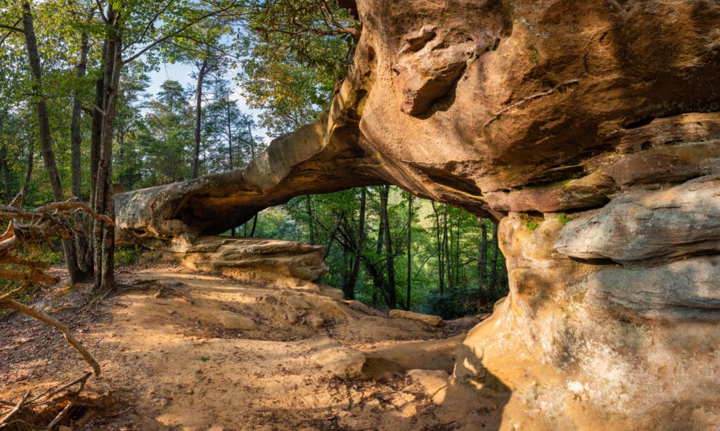 Felsformation im Wald