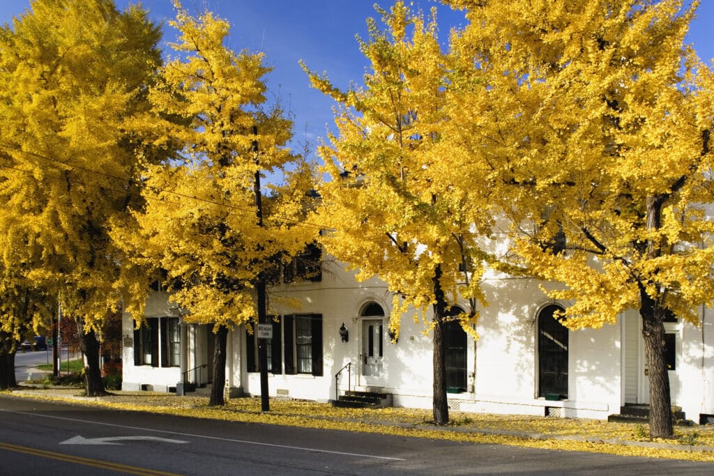 Gingko vor dem Historic Buildings in Cynthiana, Kentucky