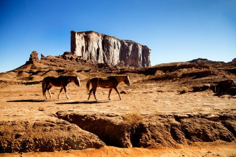 Pferde im Monument Valley