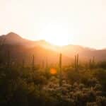Saguaro Nationalpark
