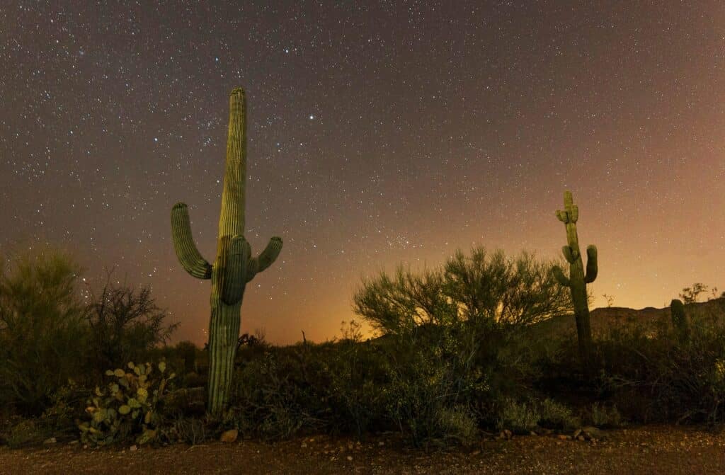 Nachthimmel im Saguaro Nationalpark