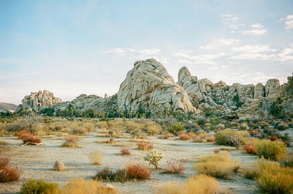 Joshua Tree Nationalpark