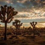Joshua Tree National Park