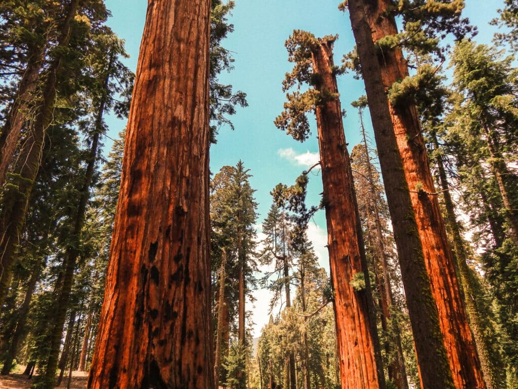 Sequoia National Park mit Mammutbäume