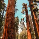 Sequoia National Park mit Mammutbäume