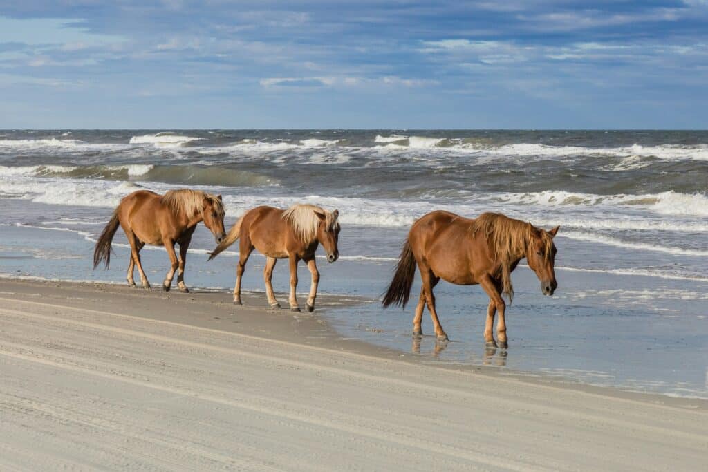 Pferde an den Outer Banks