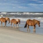 Pferde an den Outer Banks