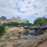 Pioneer Plaza in Dallas