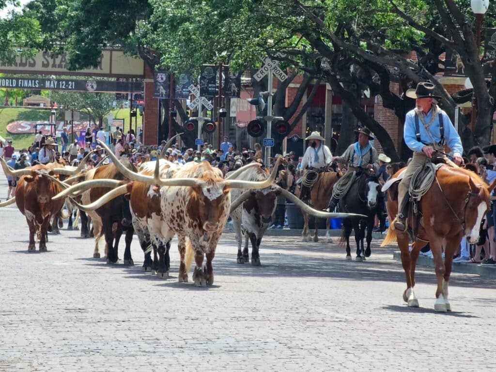 Viehtrieb - Cattle-Drive in Fort Worth, Texas