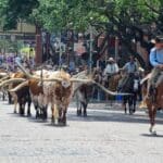 Viehtrieb - Cattle-Drive in Fort Worth, Texas