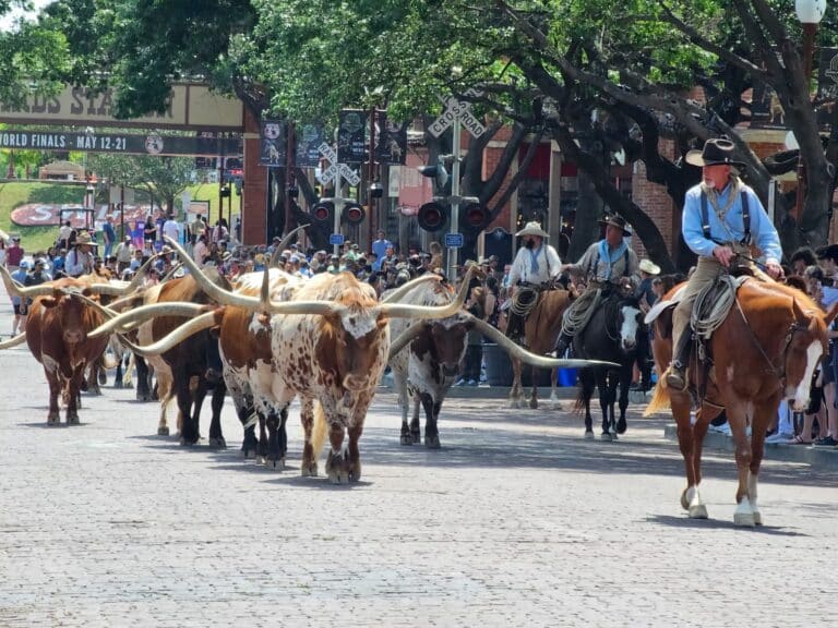 Viehtrieb - Cattle-Drive in Fort Worth, Texas