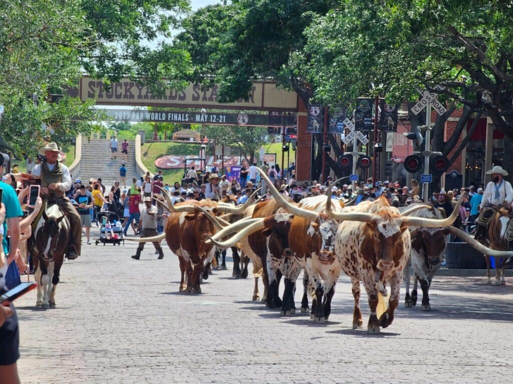 Viehtrieb - Cattle-Drive in Fort Worth, Texas