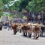 Viehtrieb - Cattle-Drive in Fort Worth, Texas