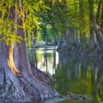 Cypress Creek - Texas Hill Country