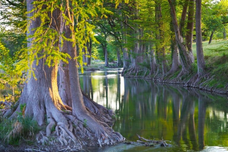 Cypress Creek - Texas Hill Country