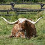 Longhorn-Rind in Texas