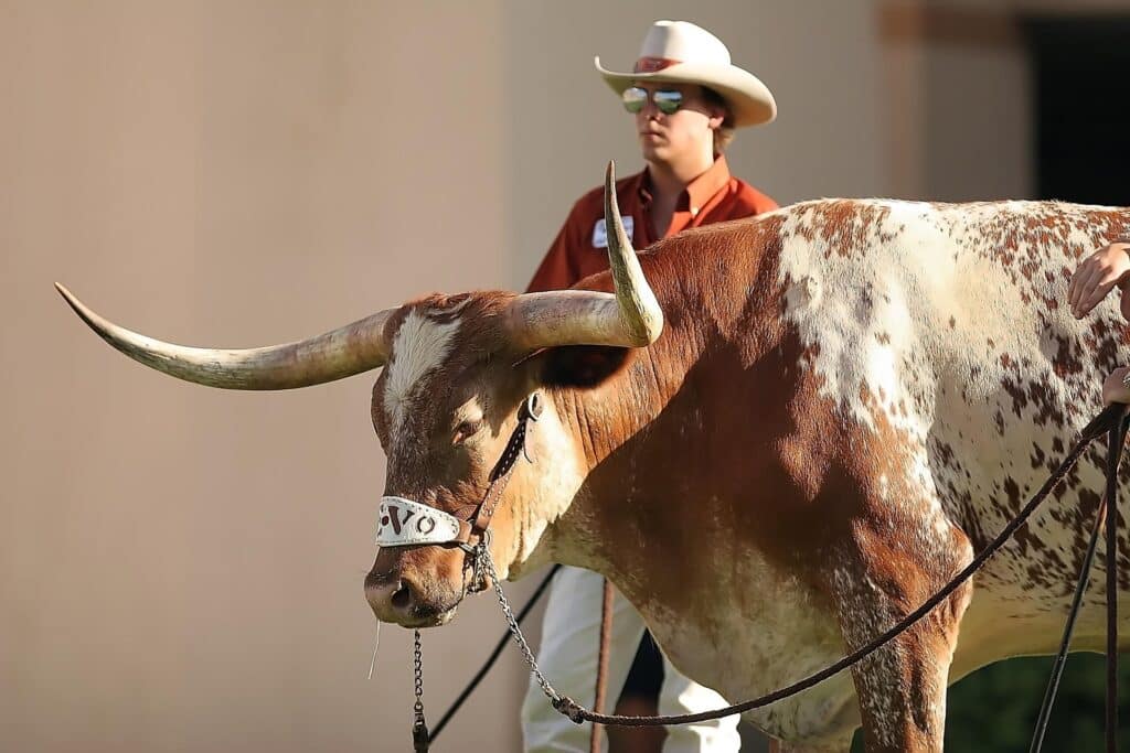 Longhorn-Rind in Texas