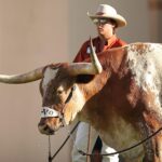 Longhorn-Rind in Texas