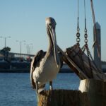 Pelican in Corpus Christi, Texas