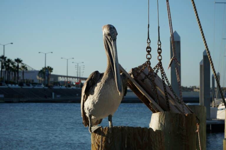 Pelican in Corpus Christi, Texas
