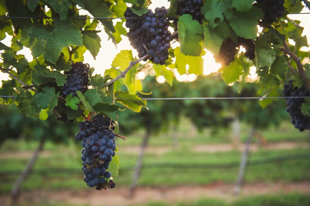 Weinanbau im Hill Country: Grape Creek Vineyard bei Fredericksburg