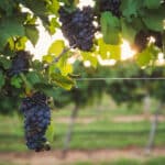 Weinanbau im Hill Country: Grape Creek Vineyard bei Fredericksburg
