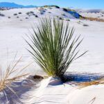 White Sands National Monument in New Mexico