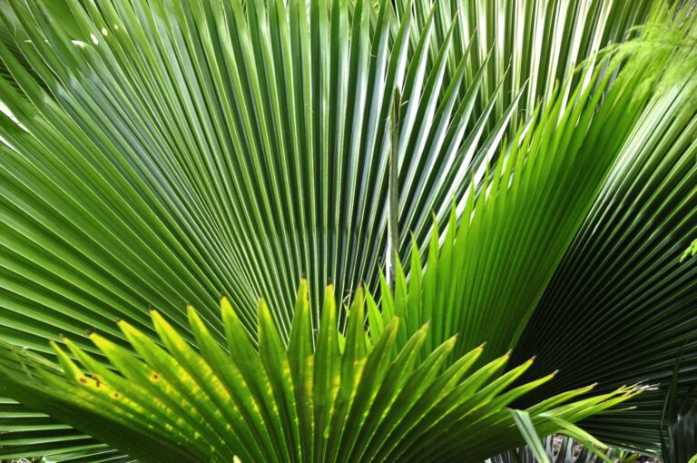 Blätter der Palmetto-Palme