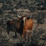 Longhorn-Rind bei Fort Stockton, Texas