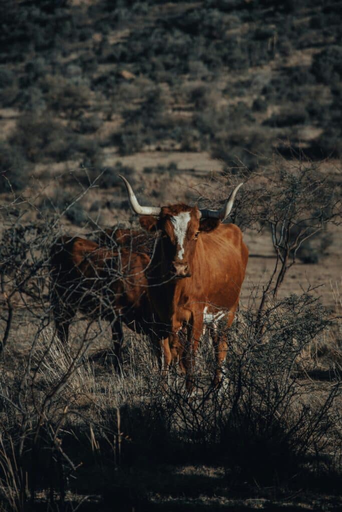 Longhorn-Rind bei Fort Stockton, Texas