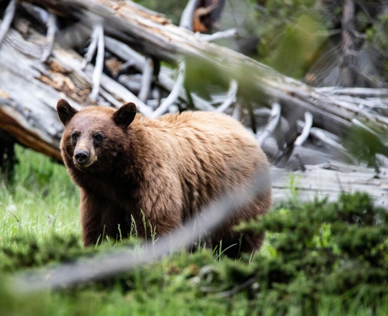 Bär im Yellowstone National Park