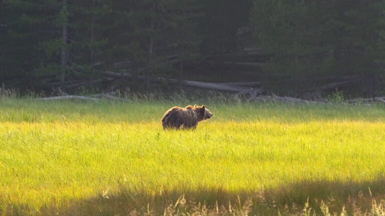 Grizzly-Bär im Yellowstone National Park