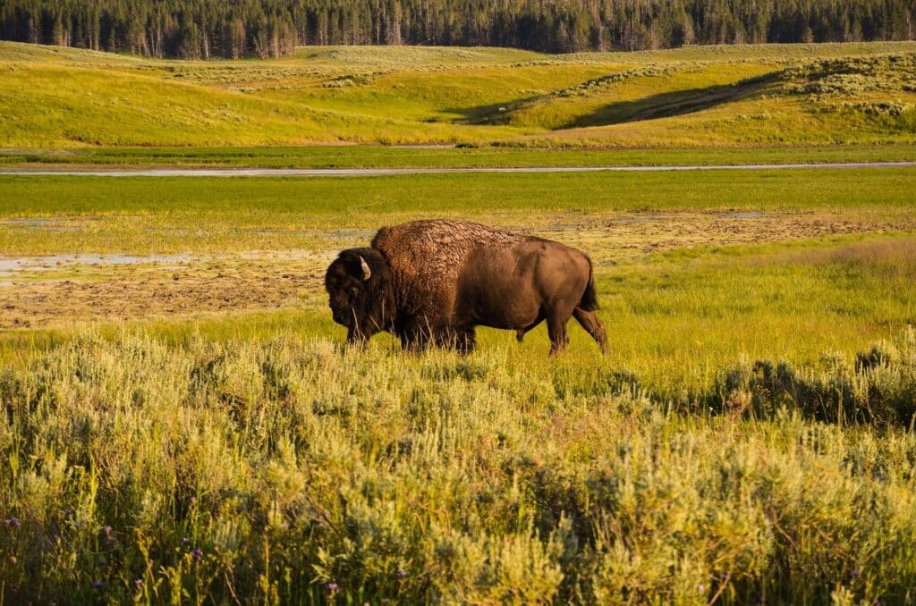 Bison im Yellowstone National Park
