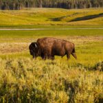 Bison im Yellowstone National Park